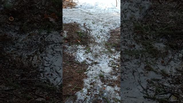 Из лужи талая вода вкуснее смотреть онлайн