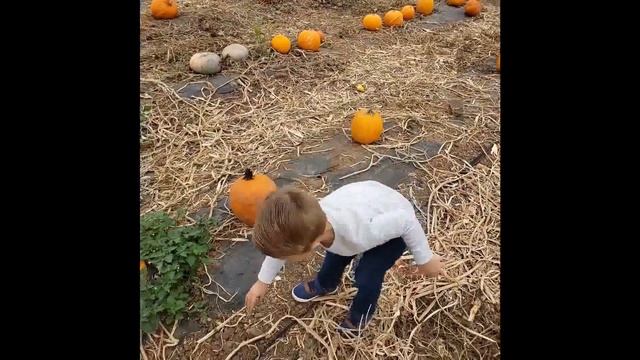 Tanaka Farms Drive-through Pumpkin Patch Fall 2020 смотреть онлайн