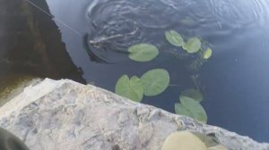 ЦВЕТ И РАЗМЕР ПРИМАНКИ ДЛЯ ЛОВЛИ КРУПНОГО СУДАКА.