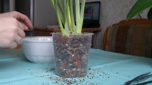 Орхидея Мильтония. Пересадка новичка.