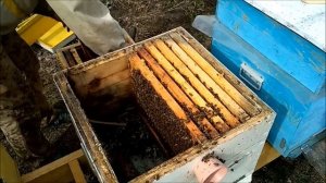 Можно ли отправлять пчел в зиму на канди? Весенний осмотр. Оцениваю силу семьи