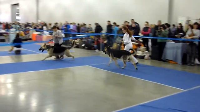 ЕВРАЗИЯ 2014-1 ВЕО кобели юниоры. Бетэльгейзе Лаэрс Марракеш смотреть онлайн