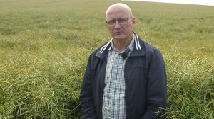 ?6 тонн - урожайность озимого рапса в СПК имени Деньщикова