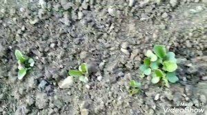 Посадка картофеля и обработка натуральными средствами ! Выращивание картошки без ядов !