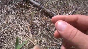 Пермакультура. Покорение песков #2…