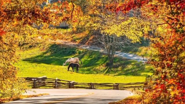 Здравствуй, осень! смотреть онлайн