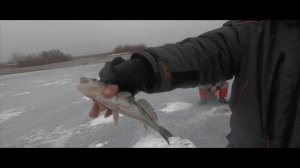 Зимняя рыбалка в Астраханской области. Большой улов. Отзыв рыболова-новобранца 18+