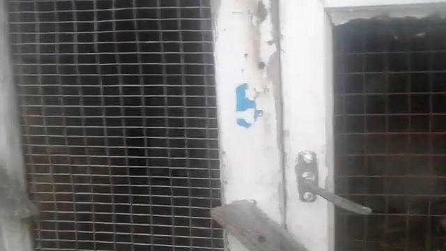 Родственная кровь у кроликов! Можно ли случать? смотреть онлайн