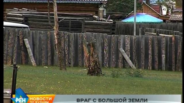 Необработанная древесина стала причиной гибели многих деревьев на Ольхоне