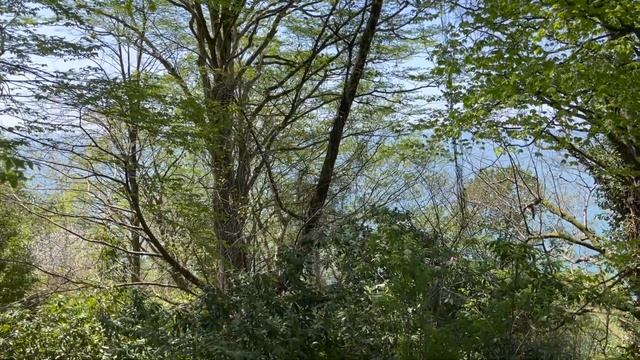 Батуми. Ботанический сад в апреле смотреть онлайн