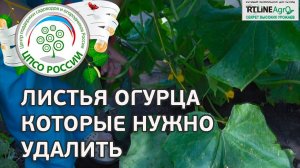 Удаление листьев огурца. Формирование огурца в период активного плодоношения.