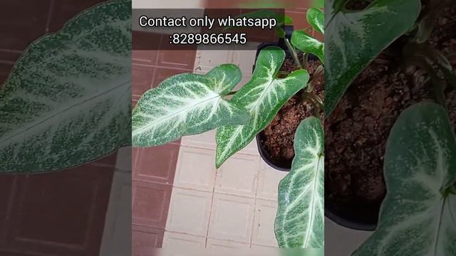 Syngonium plants in low price |Online sale in India |SHAZ family garden смотреть онлайн