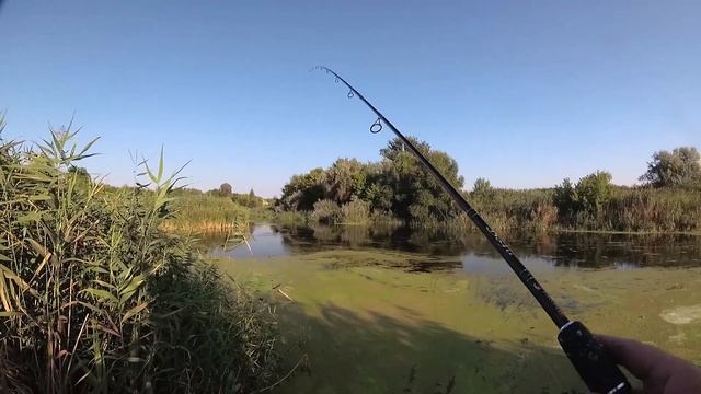 # 41. Щуки на лягушку. смотреть онлайн