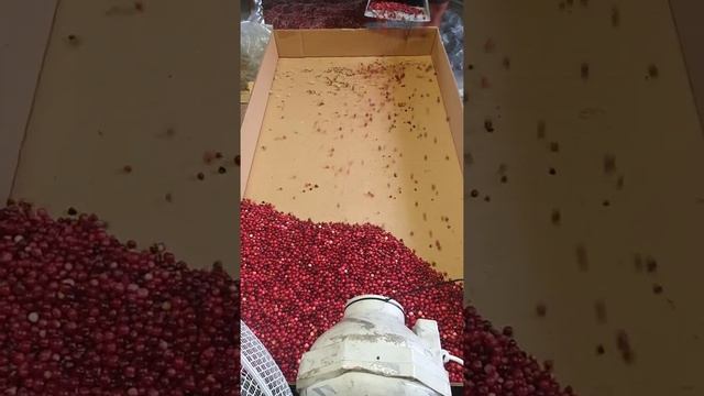 Kā ātri iztīrīt dzērvenes. Как быстро почистить клюкву. смотреть онлайн