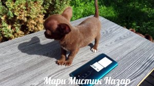 Очень УМНЫЙ МИНИ малыш #чихуахуа НАЗАР #цена указана в видео #купитьчихуахуа 8921595084 #продамщенка