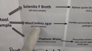 Stool culture techniques for isolation of enteric pathogens like Salmonella, Shigella and Vibrio