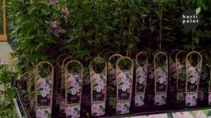 Clematis 'Multi Pink' winnende noviteit op Garden Trials and Trade