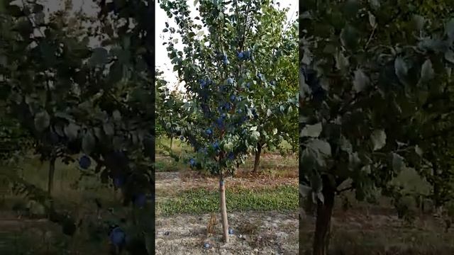 слива Емпрес Сад Павлюка смотреть онлайн