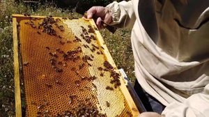 Семья трутовка,Что  с ней произошло , Пчеловодство