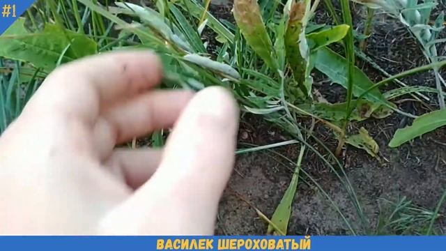 ВАСИЛЕК ШЕРОХОВАТЫЙ как выглядит, цветет лекарственное растение (КРУПНЫЙ план)
