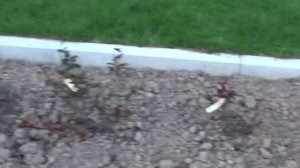 Дача. Реанимация РОЗЫ и хризантемы НЕ ПРОСНУЛИСЬ после зимы. Как и Чем??