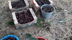 СБОР ЧЕРЕШНИ ???КАК МЫ СОБИРАЕМ ЧЕРЕШНЮ ?