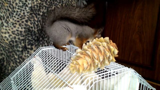 Белки, шишка, хрум-хрум... смотреть онлайн