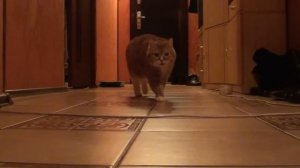 Рыжий кот орёт (cat screaming ,  猫叫ぶ ,  貓尖叫)