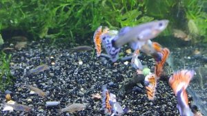 Гуппи Московская Гвоздика