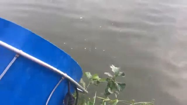 19.08 Рк Фишка Данилово, зарыбление карпом, карповая ловля, ловим карпа, платная рыбалка смотреть онлайн