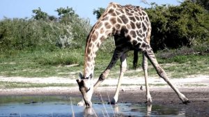 ПРИКОЛЬНОЕ ВИДЕО ПРО ЖИРАФОВ