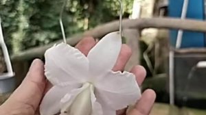 Cattleya x dolosa var Alba