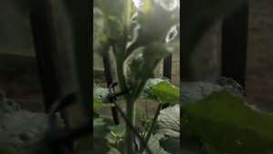 Огурец сорт Шоша