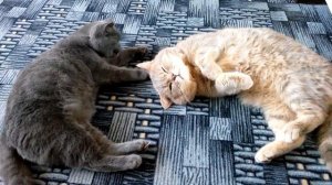 Ласки котэ урчит (мурлычет). Кот и кошка. Самое милое видео