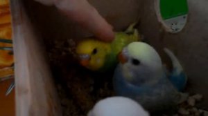 Птенцы волнистых попугаев