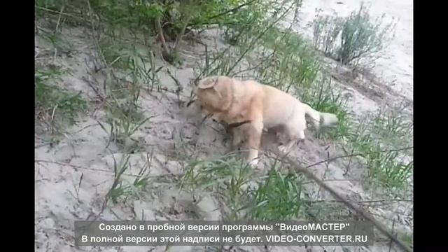 Собака против змеи (dog vs viper) смотреть онлайн