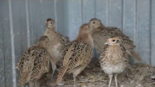 Разведение фазанов и их породы, часть 2 смотреть онлайн