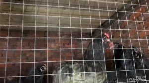 25 Пород Кур в одном Хозяйстве!