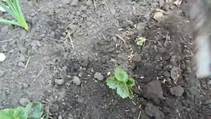 Деление куста и посадка клубники сорта Елизавета