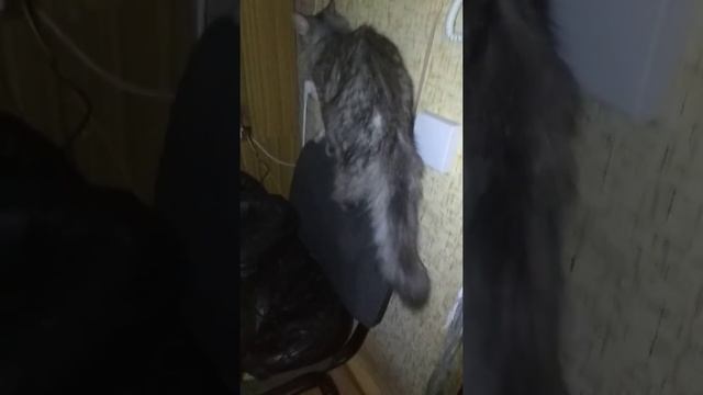 У меня вопрос: за что любить кошку?))) смотреть онлайн