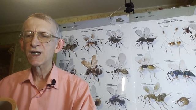 Ночные Сказки и Рассказы о Насекомых Энтомолога: Самоотверженые Мокрицы Домоседы. Кто Такие Мокрицы смотреть онлайн