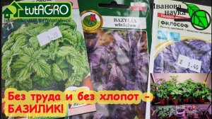 СЕЙТЕ БАЗИЛИК ПРАВИЛЬНО! СЕЙТЕ ЕГО МНОГО! БЕЗ ЗАМОРОЧЕК, НО С ОДНИМ ЛАЙФХАКОМ! ПРОВЕРЕНО ГОДАМИ!