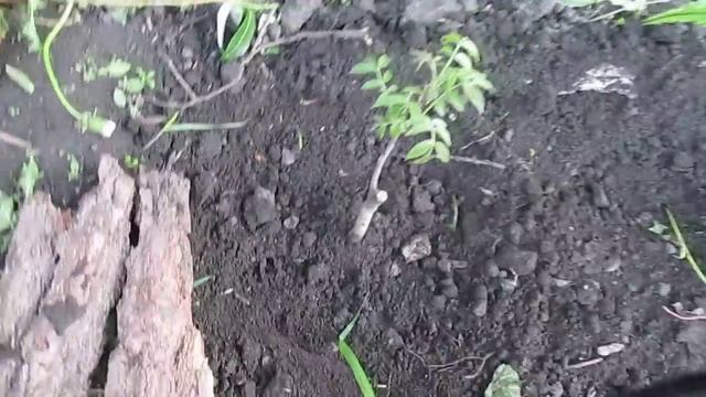 ПОЗДНЯЯ ПОСАДКА ГРЕЦКОГО ОРЕХА. Как посадить орех, простой и легкий способ.