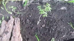 ПОЗДНЯЯ ПОСАДКА ГРЕЦКОГО ОРЕХА. Как посадить орех, простой и легкий способ.