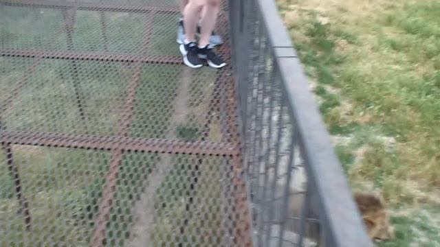 О-очень настойчивый лев. львиное царство Тайгана смотреть онлайн