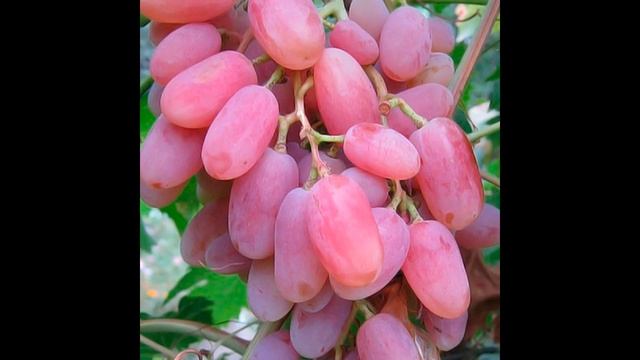 ВИНОГРАД СИМПАТИЯ " ВИКТОР 2" С ОПИСАНИЕМ смотреть онлайн