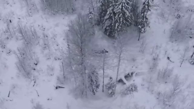 Лоси с квадрокоптера смотреть онлайн