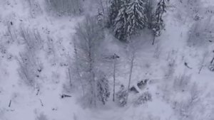 Лоси с квадрокоптера