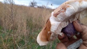 Сбор грибов СИНЯЯ НОЖКА в ноябре // Встреча с умной брошенной овчаркой //