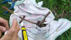 Прививка винограда в расщеп .